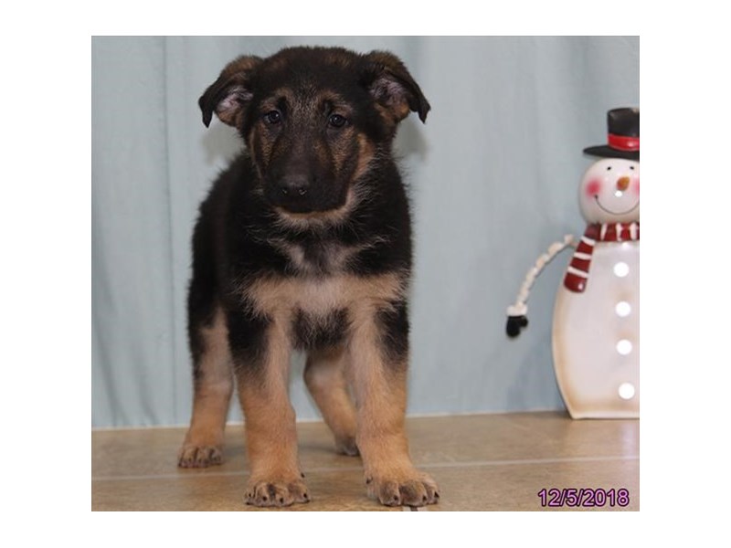 German Shepherd Dog