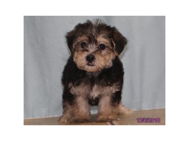 Yorkiepoo
