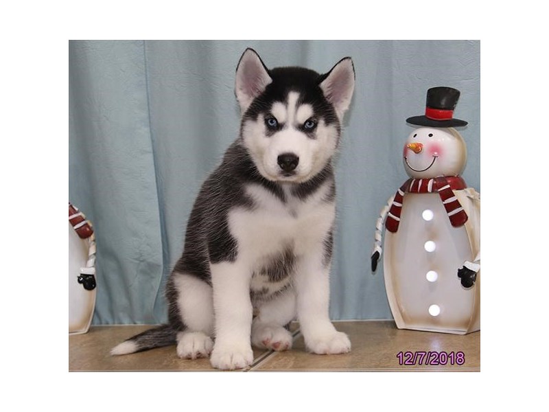 Siberian Husky