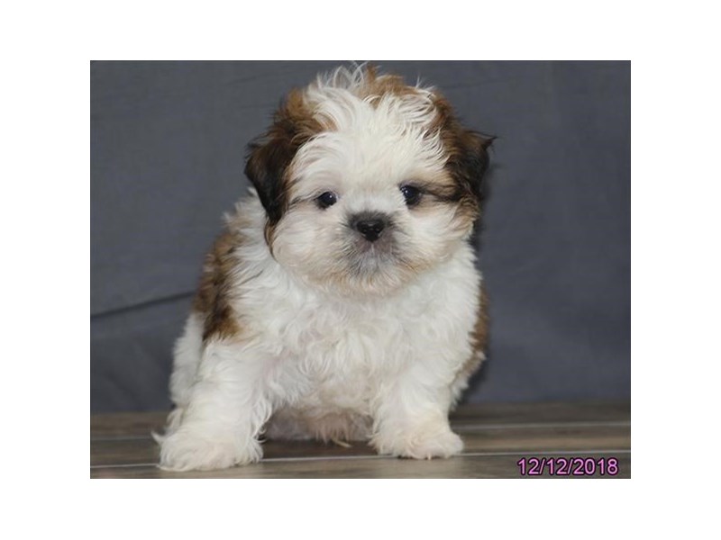 Shih Tzu