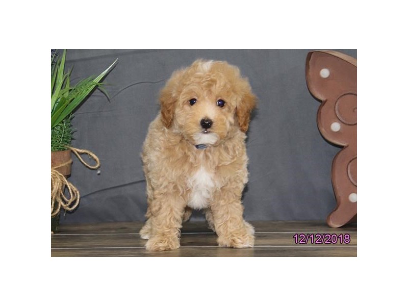 Mini Goldendoodle 2nd Gen