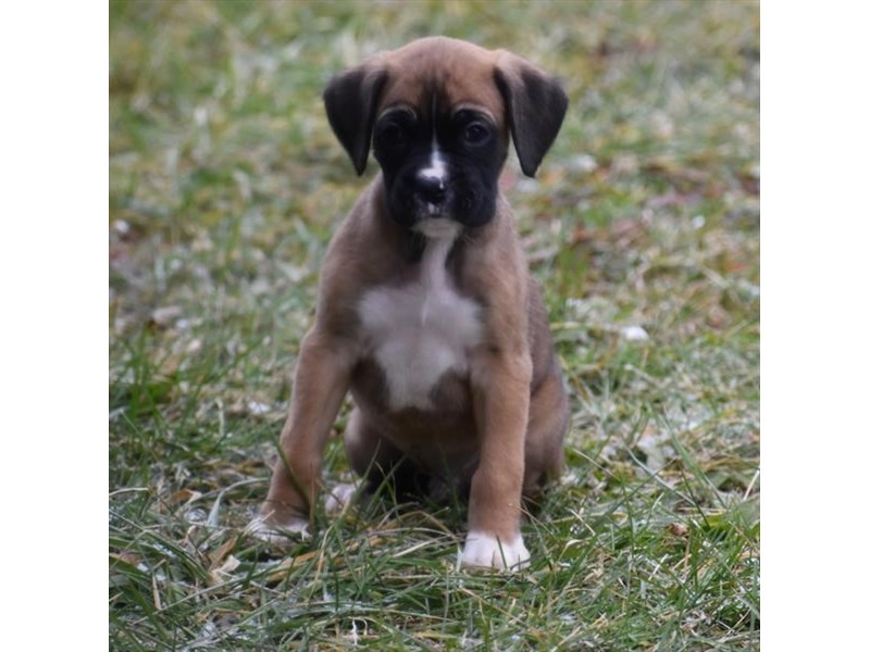 Boxer