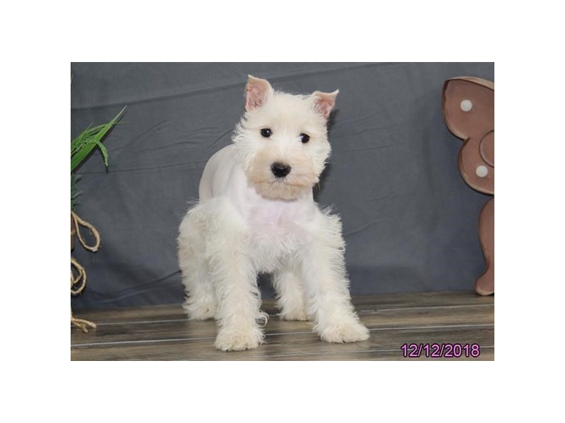 Miniature Schnauzer
