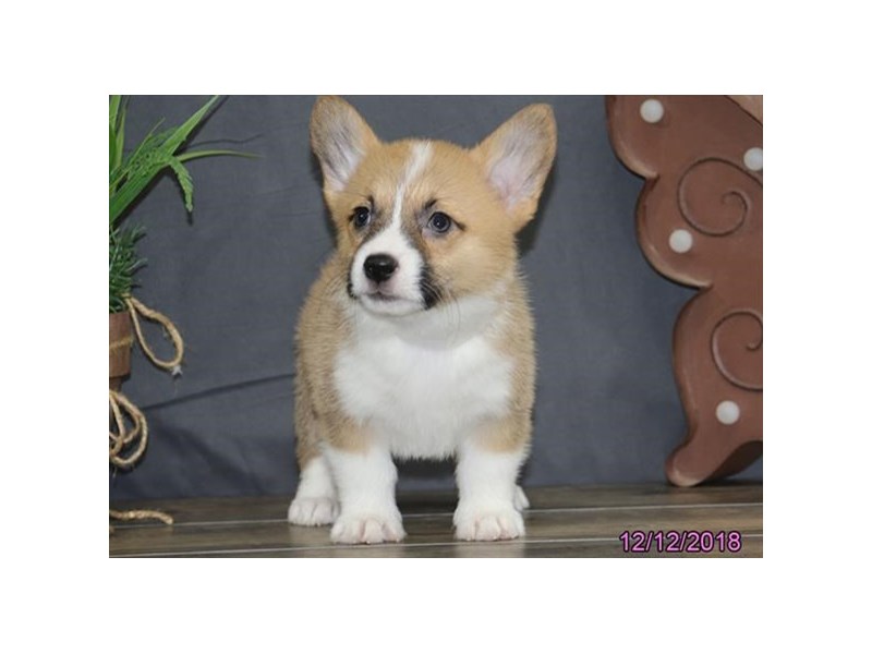 Pembroke Welsh Corgi