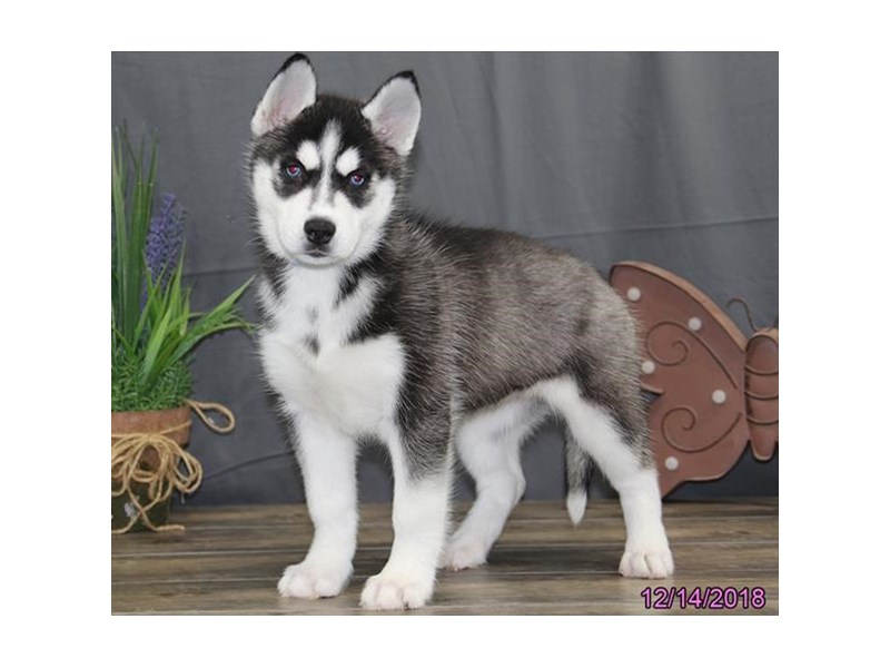 Siberian Husky