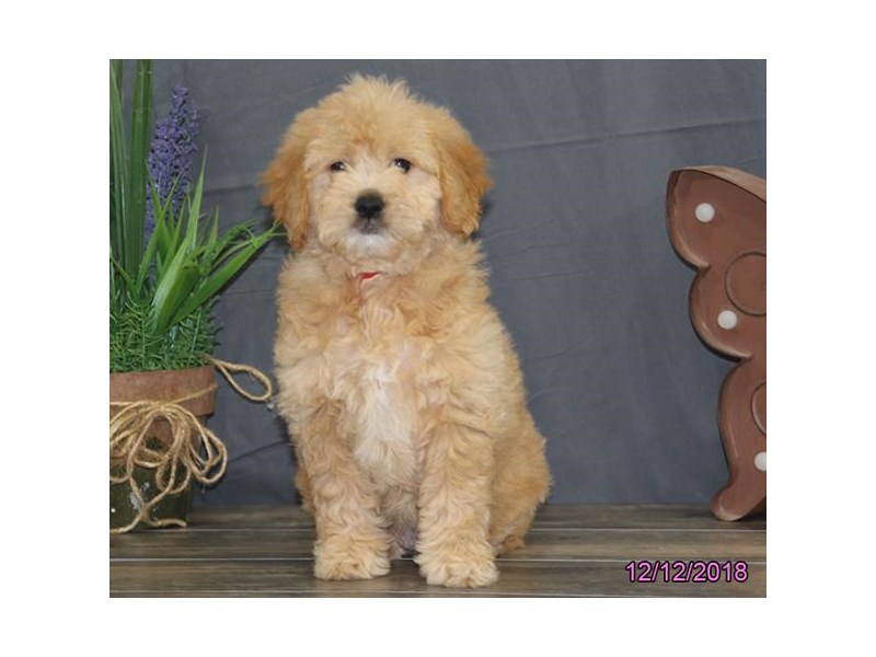 Mini Goldendoodle