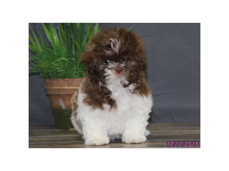 Shih Tzu