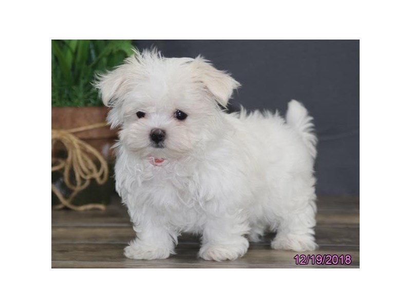 Maltese