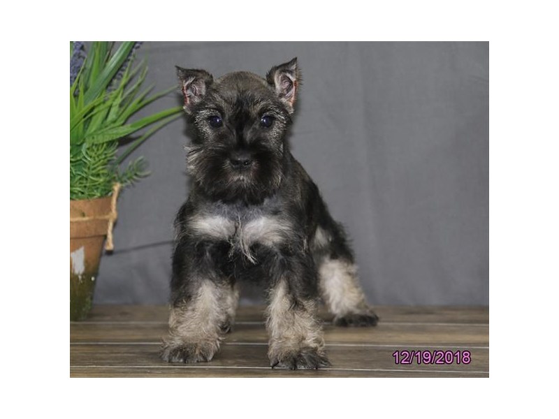 Miniature Schnauzer
