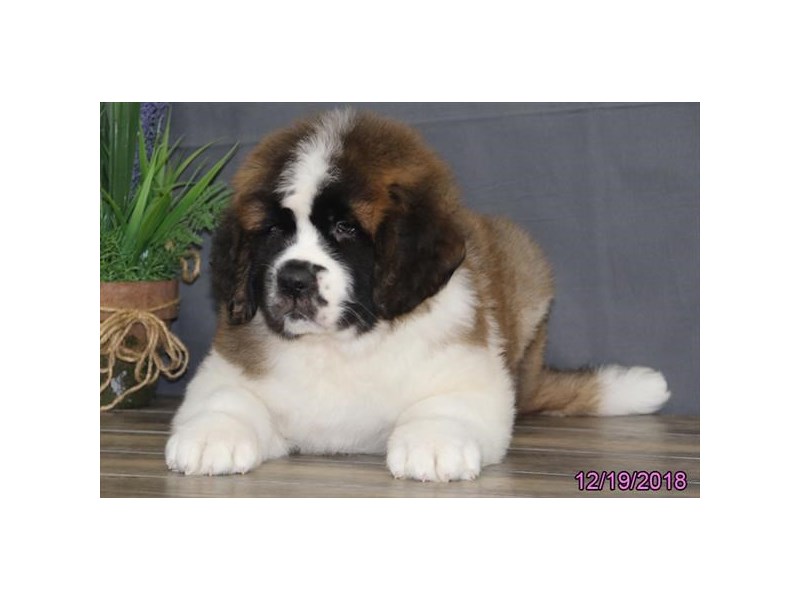 Saint Bernard