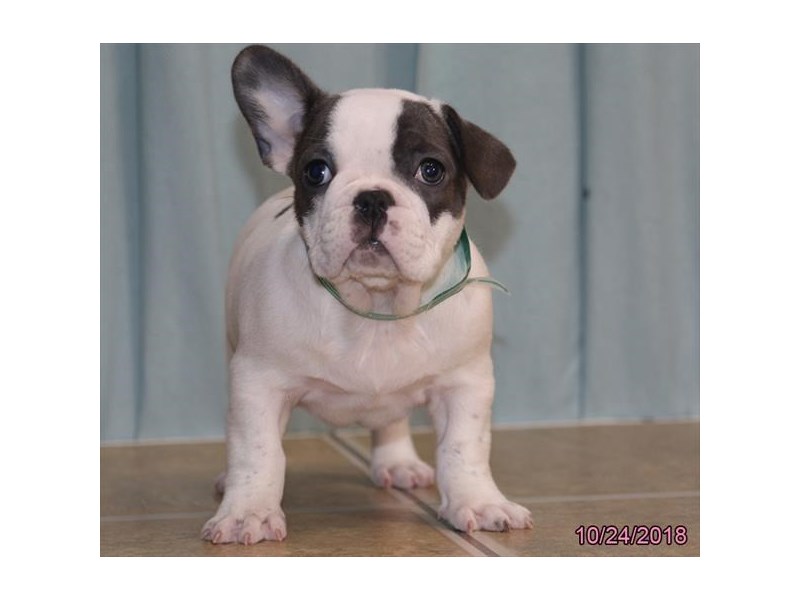 French Bulldog