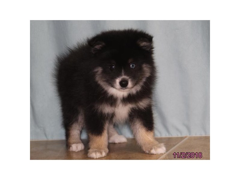 Pomsky