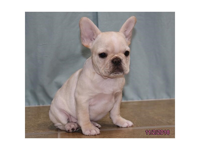 French Bulldog
