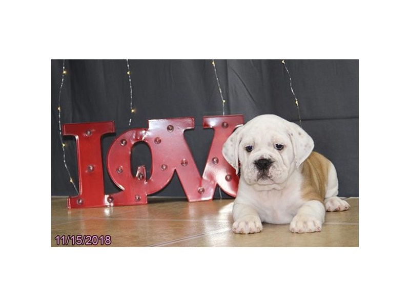 Beabull Bulldog
