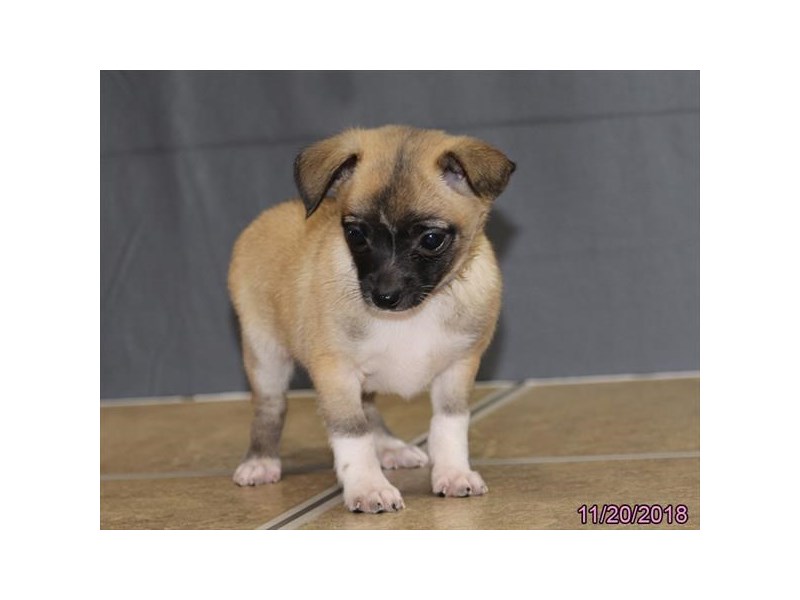 Chihuahua