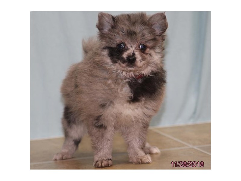 Pomeranian
