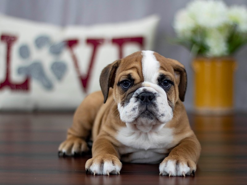 English Bulldog