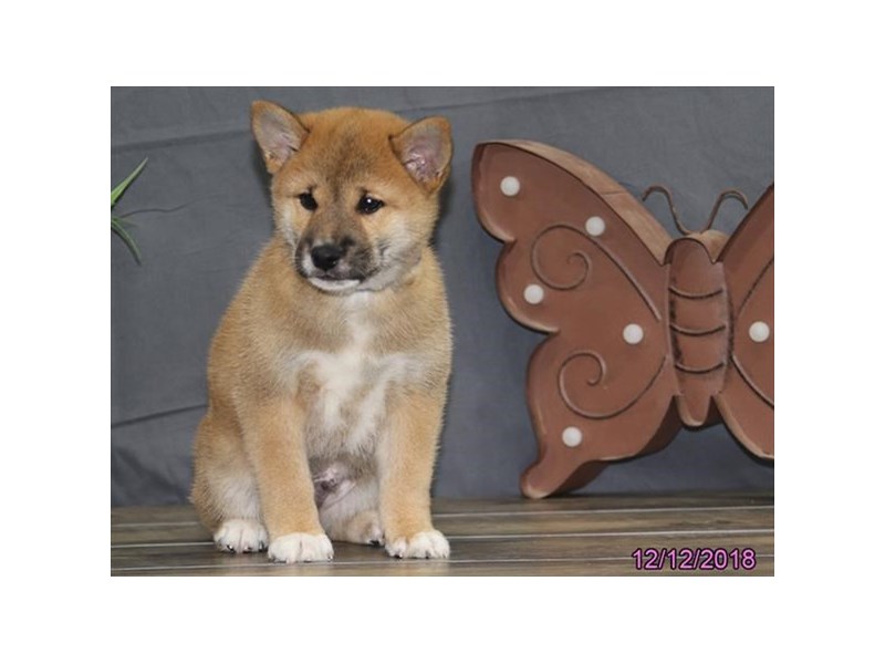 Shiba Inu