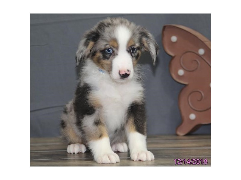 Miniature Australian Shepherd