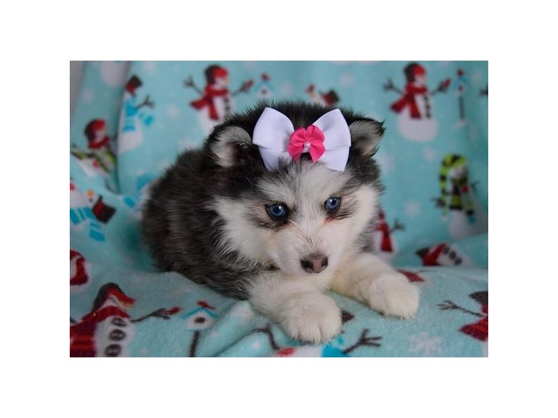 Pomsky