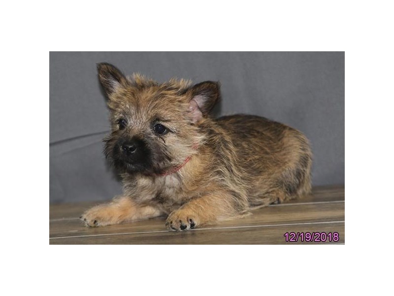 Cairn Terrier