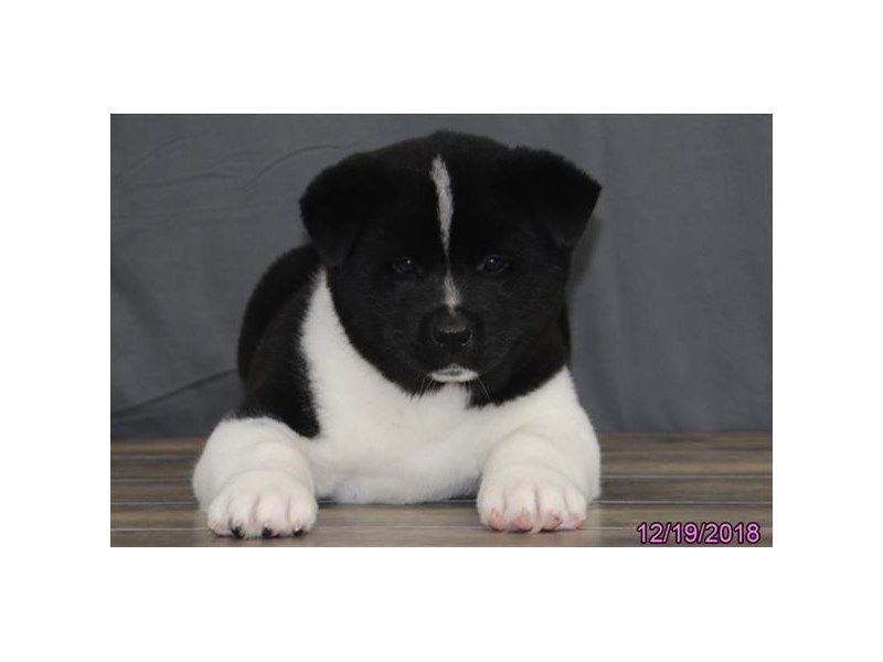 Akita