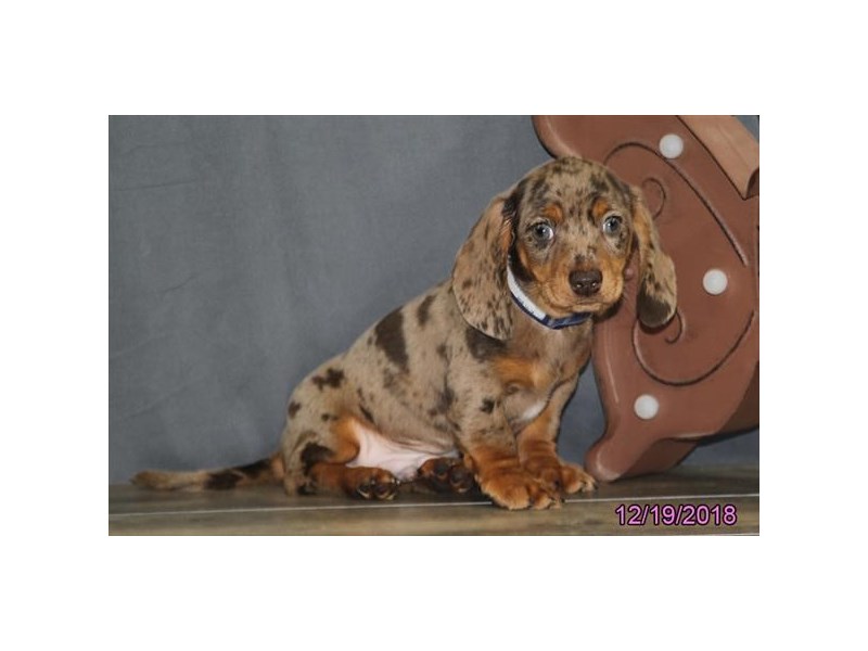 Dachshund