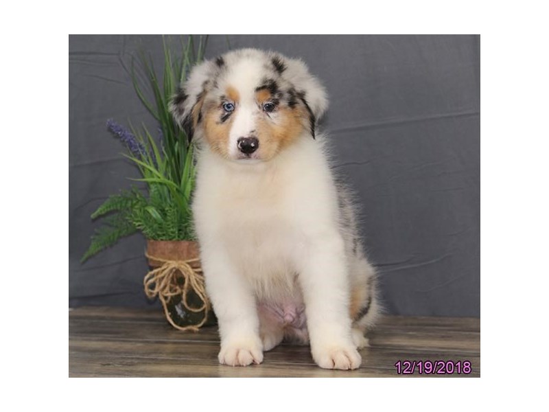 Australian ShepherdDOGMaleBlue Merle2243581Petland Carriage Place