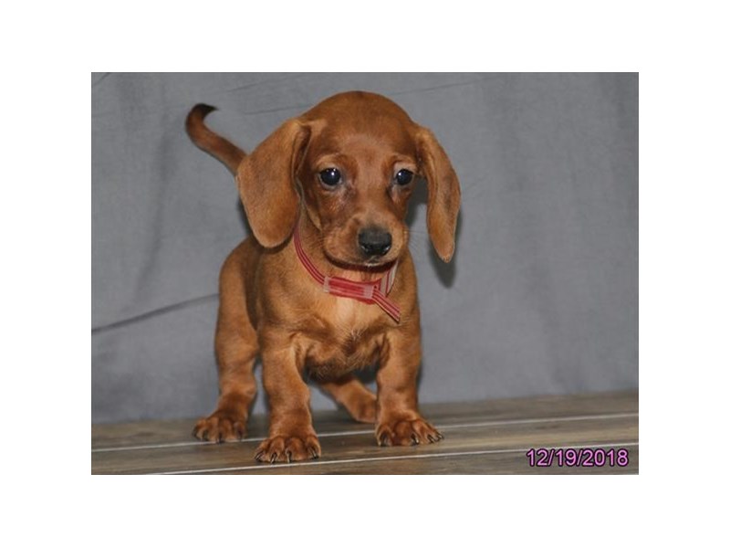 Dachshund