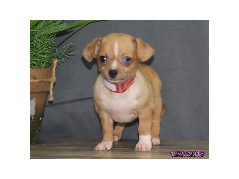 Chihuahua