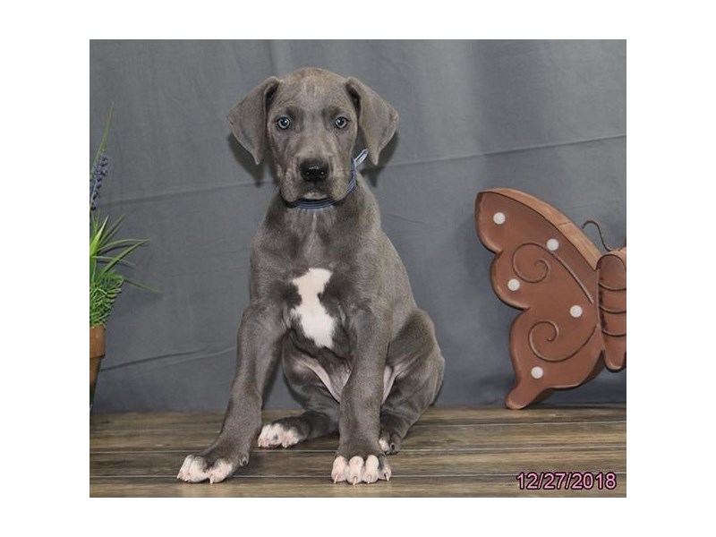 Great Dane