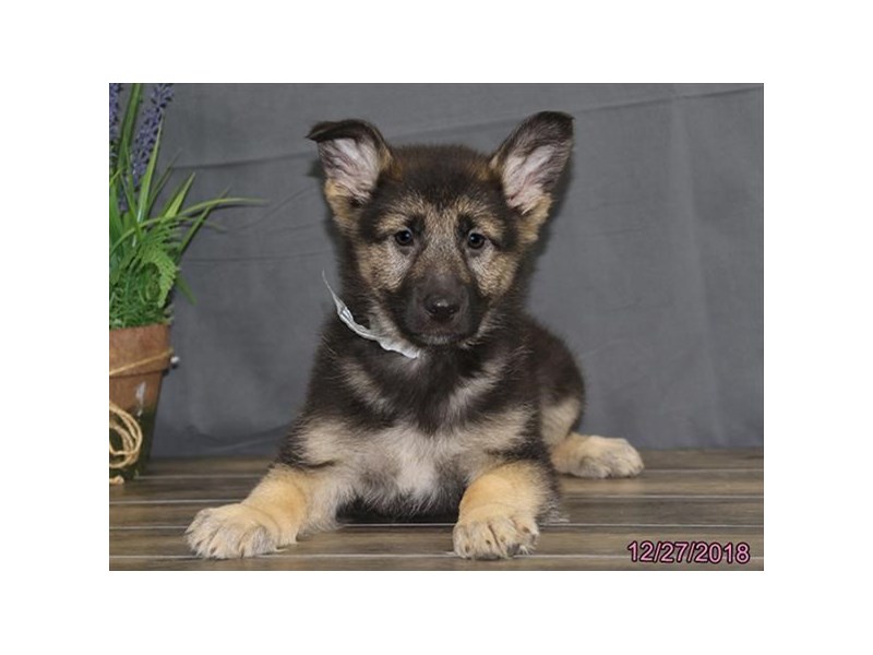 German Shepherd Dog