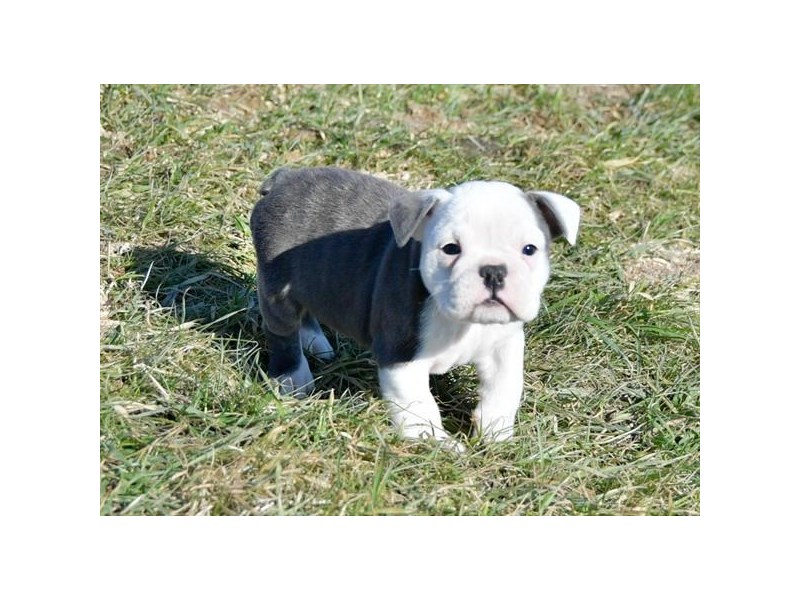 Bulldog