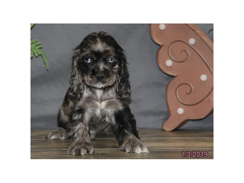 Cocker Spaniel