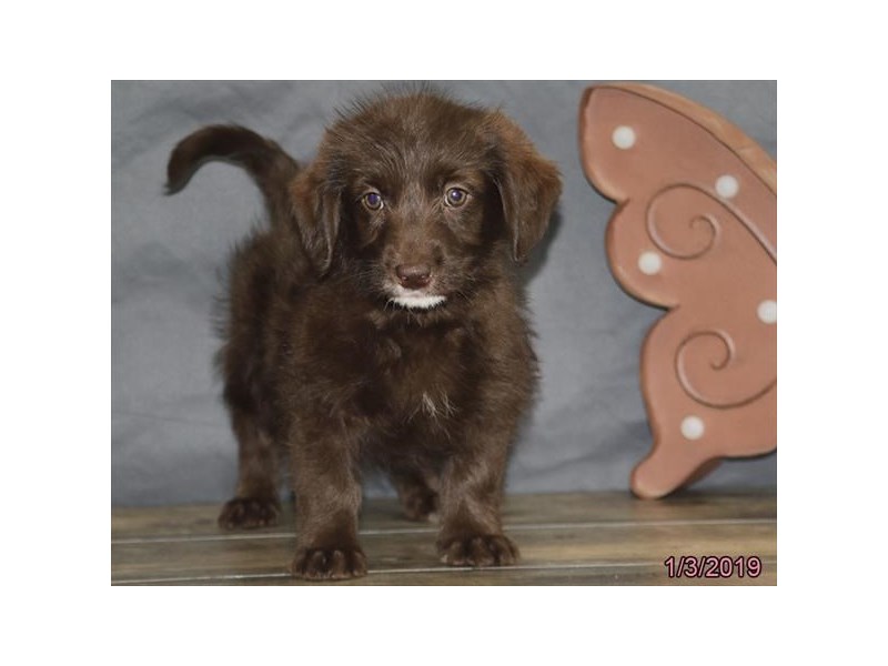Labradoodle