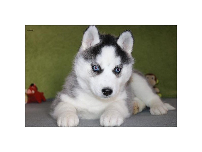 Siberian Husky