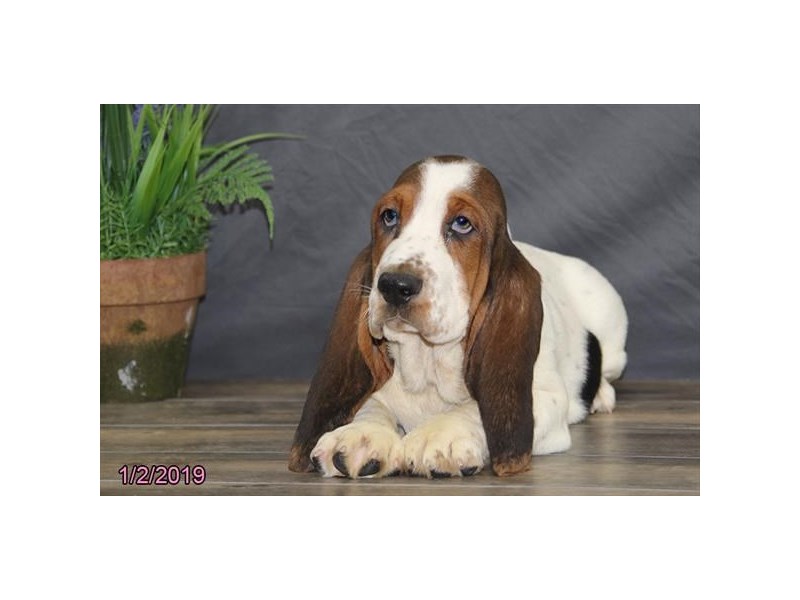 Basset HoundDOGMaleTriColored2251509Petland Carriage Place