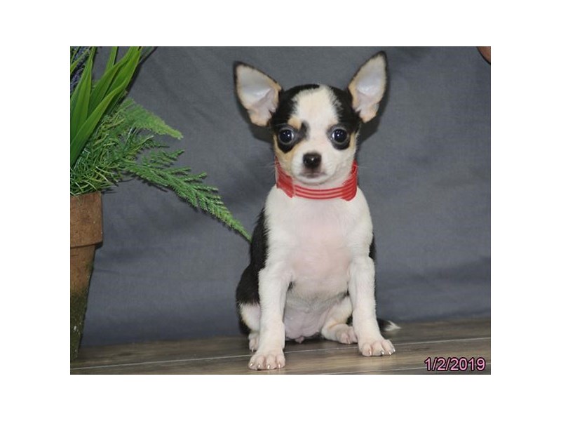 Chihuahua