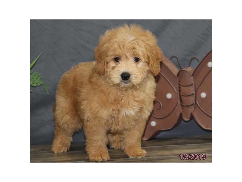 Mini Goldendoodle