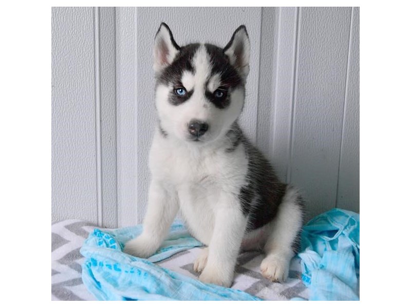 Siberian Husky