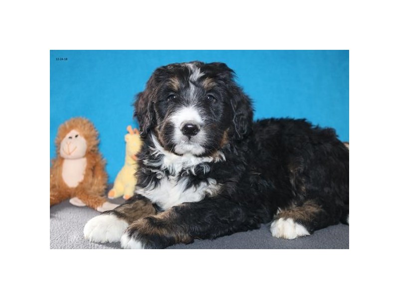 Poodle/Bernese Mountain Dog