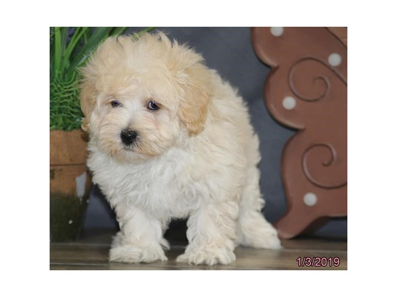 Maltipoo