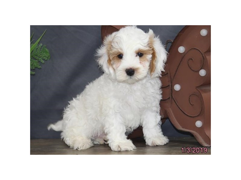 Cavapoo