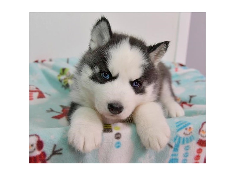 Siberian Husky