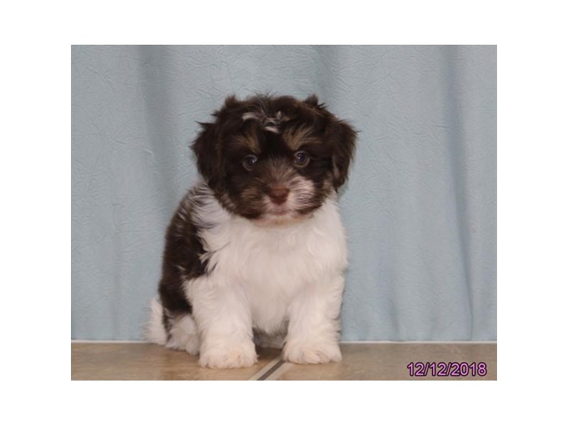 Havanese