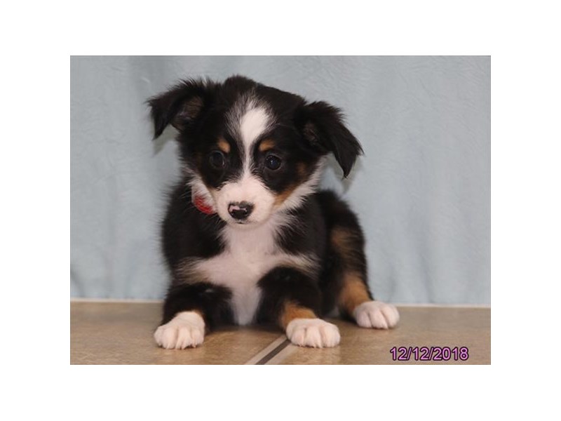 Miniature Australian Shepherd