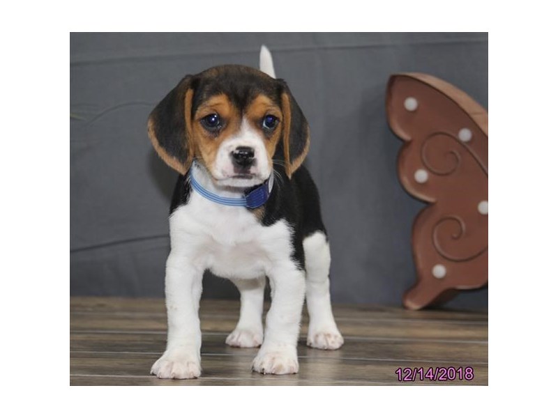 Beagle