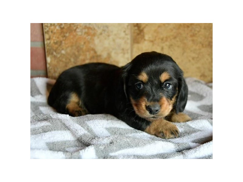 Dachshund