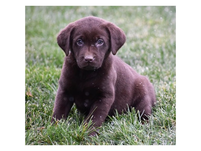 Labrador Retriever
