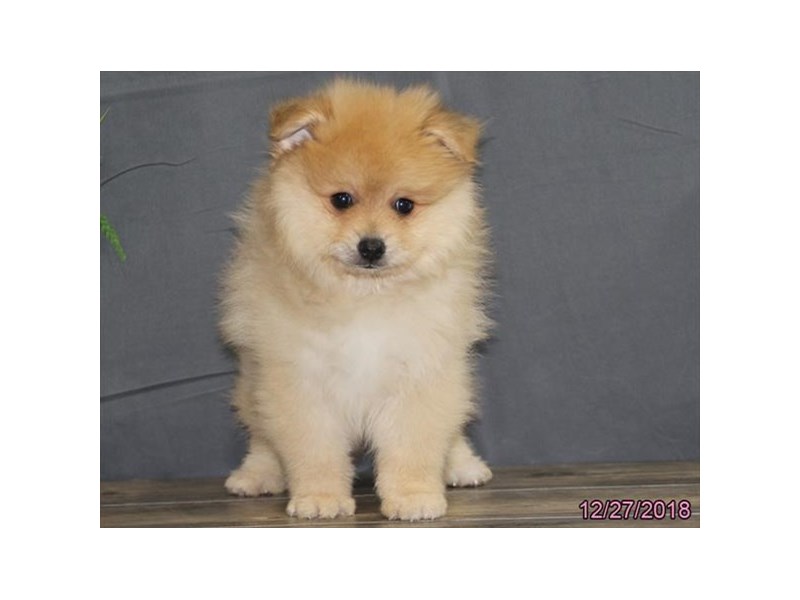Pomeranian